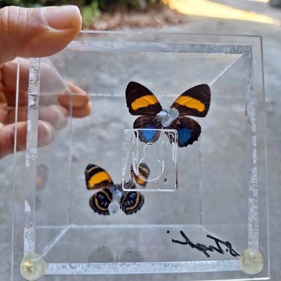 Real Butterflies in Case Taxidermy Sam Trophia Signed Vintage - Picture 3 of 4
